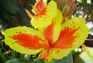 Flor de Galicia